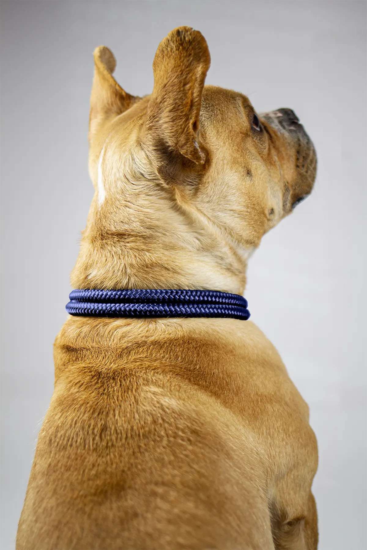 200025_tau_halsband_blau_senf_detail1.webp