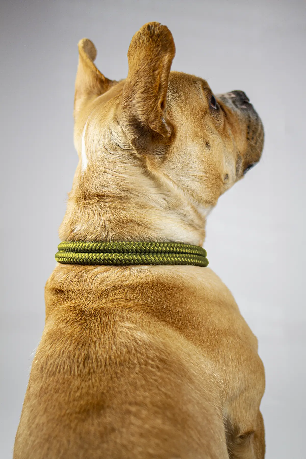 200027_tau_halsband_moosgruen_tan_detail1.webp