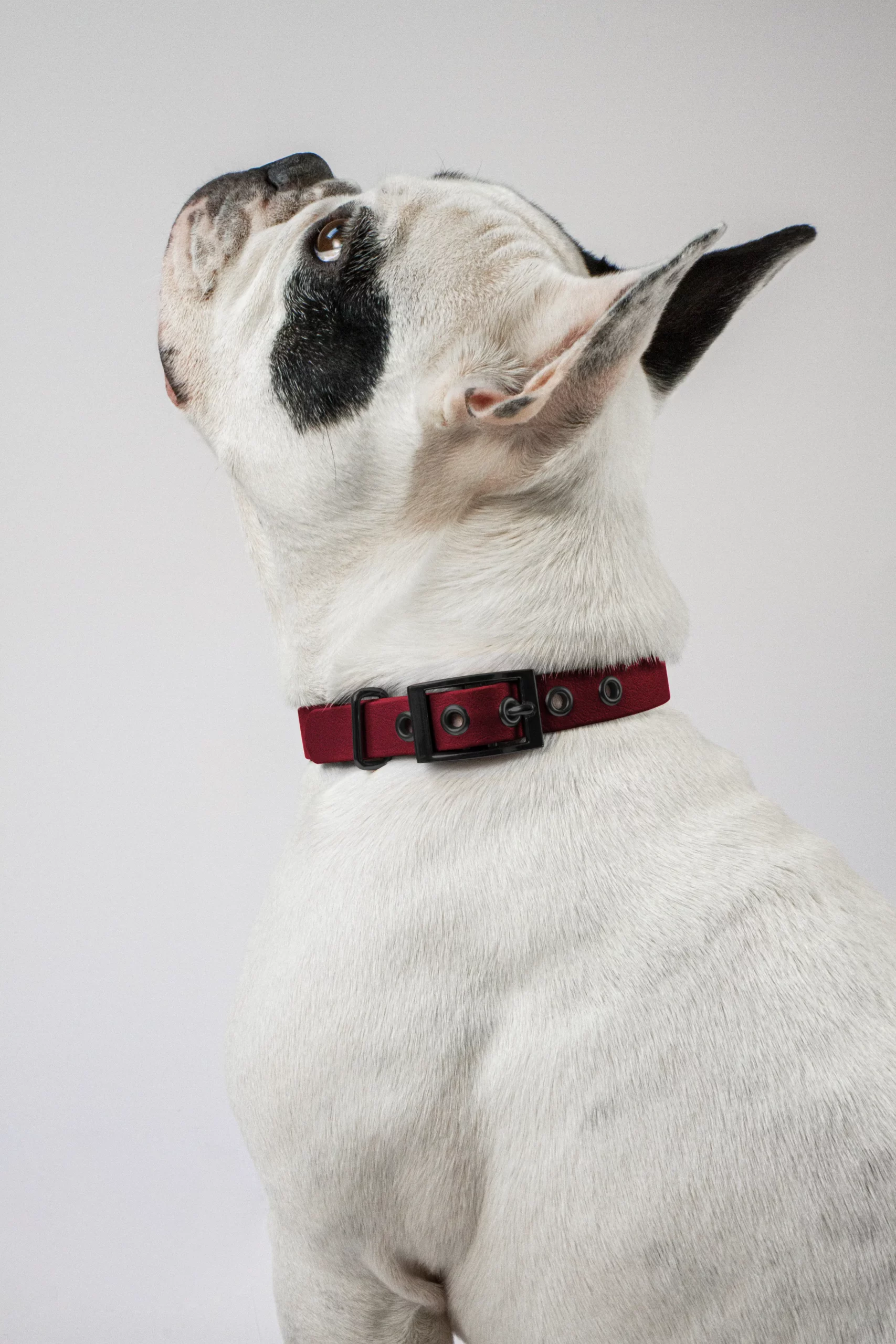 801002_biothane_halsband_weinrot_schwarz_detail2-scaled-1.webp