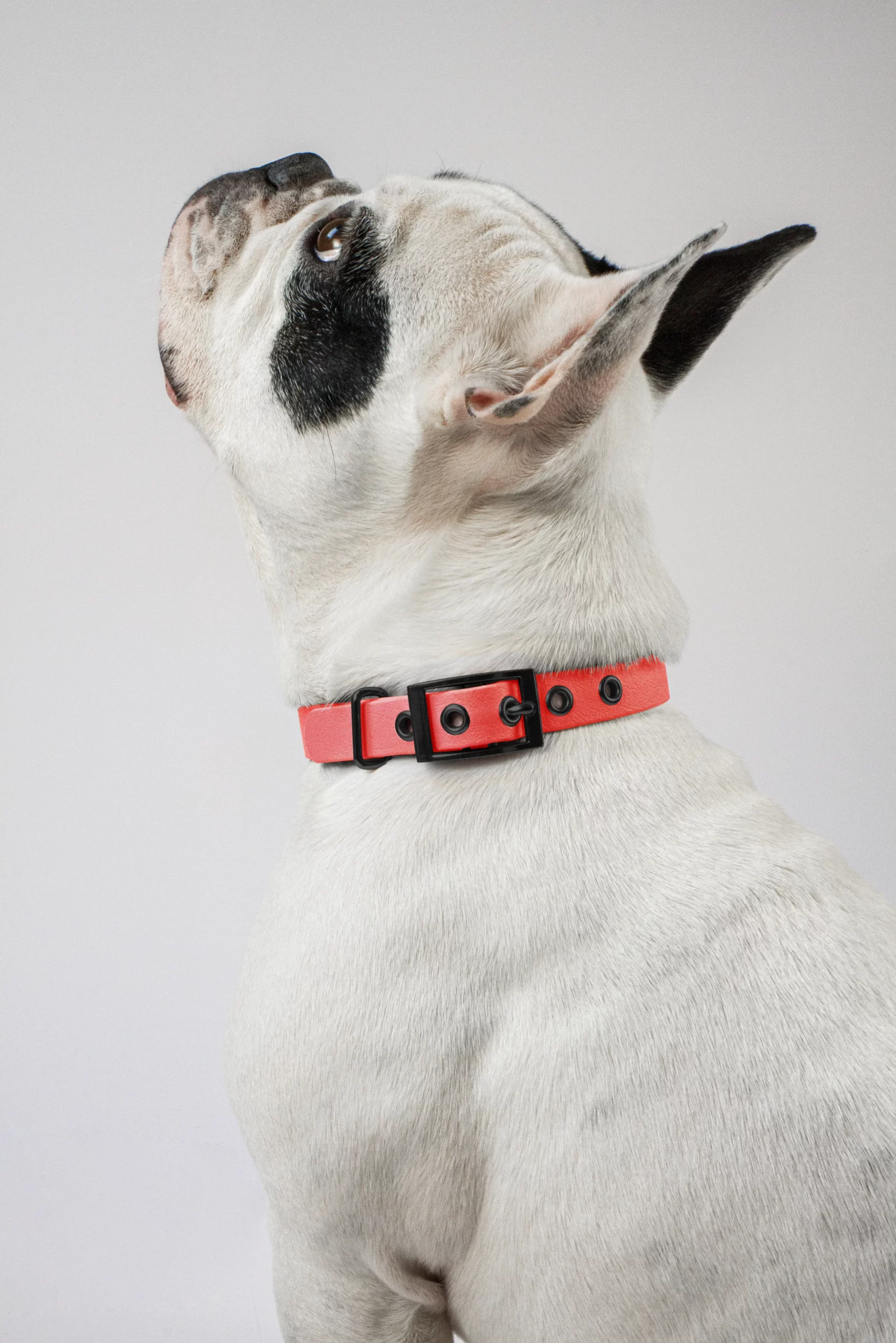 801006_biothane_halsband_coral_schwarz_detail2-scaled-1.webp